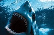Sharks that looked nowt like this